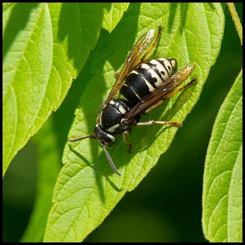 Parasitic Aerial Yellowjacket