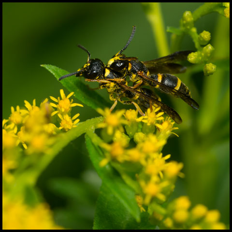 Perennial Mason Wasp