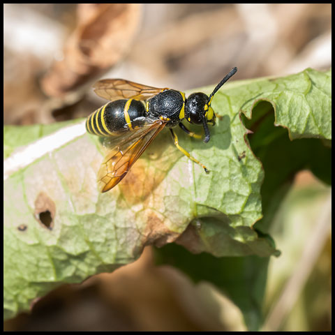 Pitted Mason Wasp