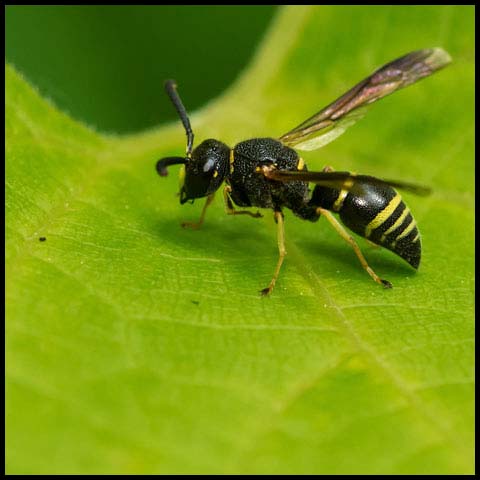 Pitted Mason Wasp