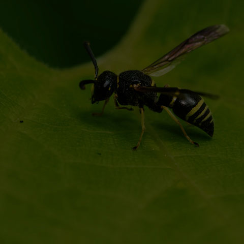 Pitted Mason Wasp