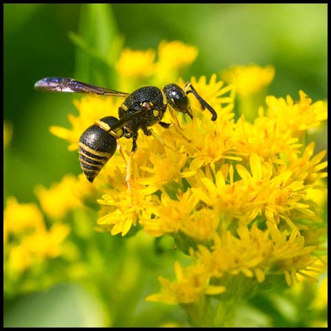 Pitted Mason Wasp