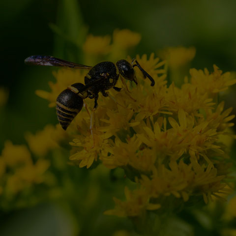 Pitted Mason Wasp