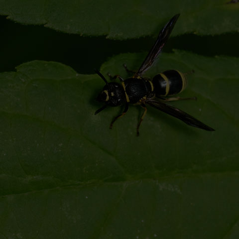 Pitted Mason Wasp