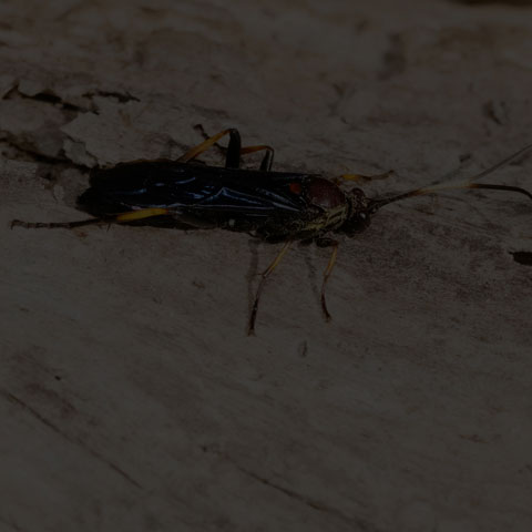 Central Ichneumonid Wasp