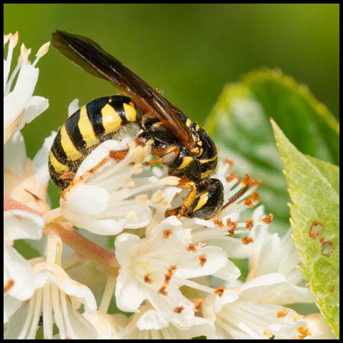Five-banded Thynnid Wasp