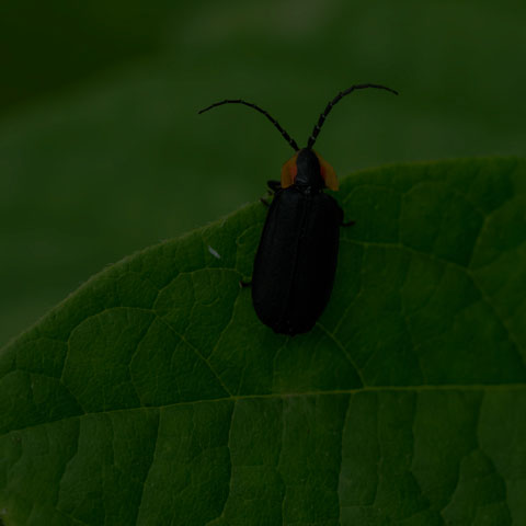 Black Firefly