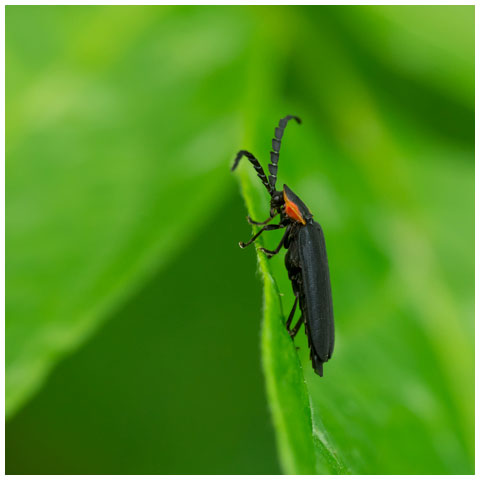 Black Firefly