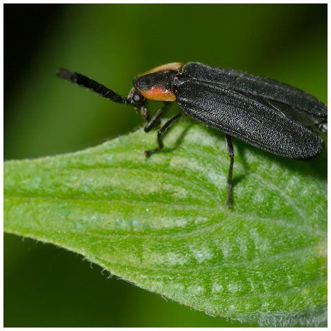 Black Firefly