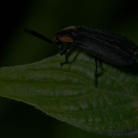 Black Firefly