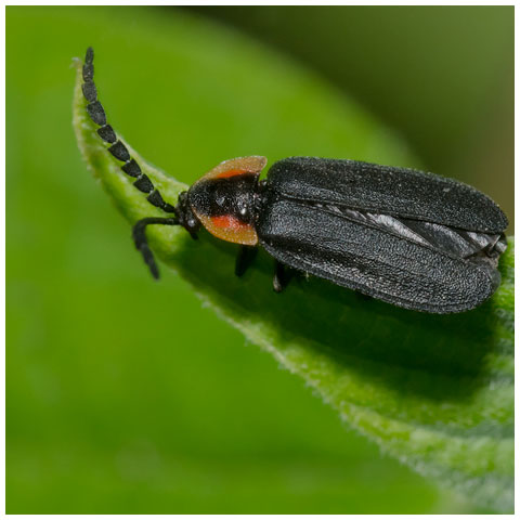 Black Firefly