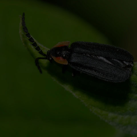 Black Firefly