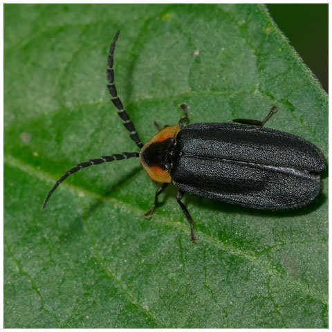 Black Firefly