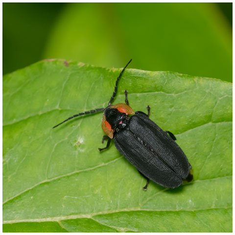 Black Firefly