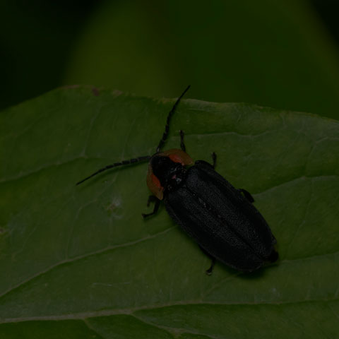 Black Firefly