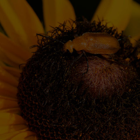 Brown Blister Beetle