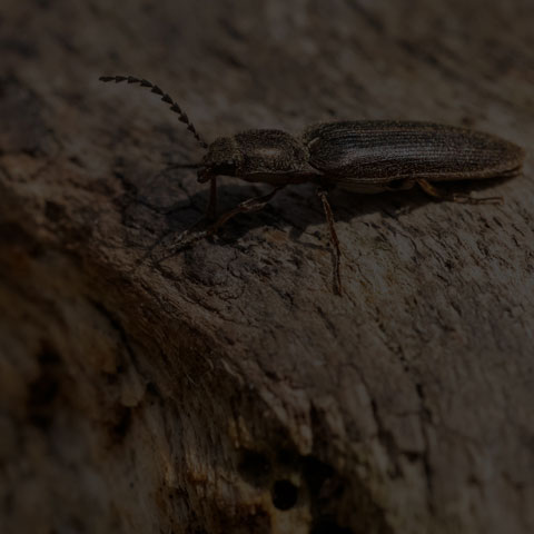 Cylinder Click Beetle