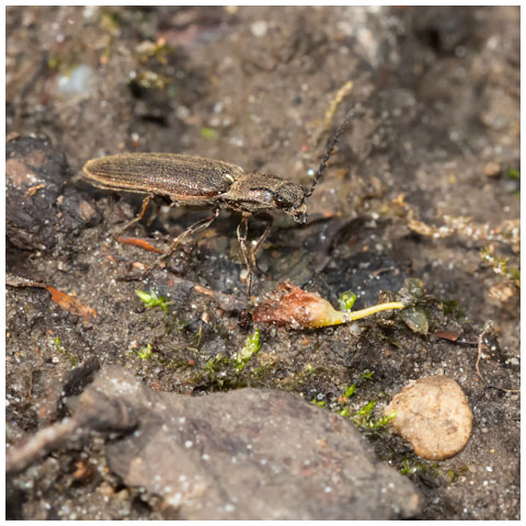 Cylinder Click Beetle