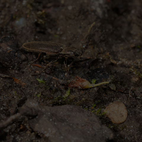 Cylinder Click Beetle