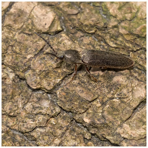 Cylinder Click Beetle