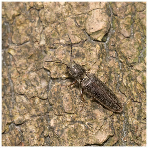 Cylinder Click Beetle