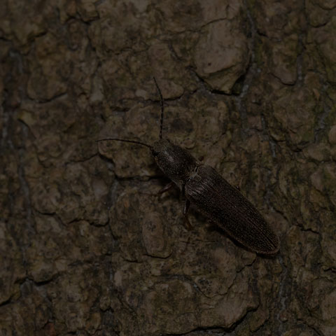 Cylinder Click Beetle