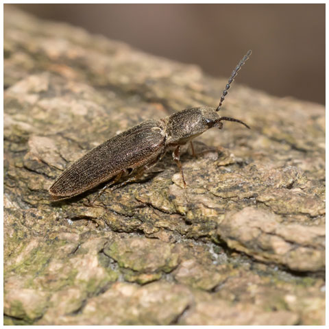 Cylinder Click Beetle