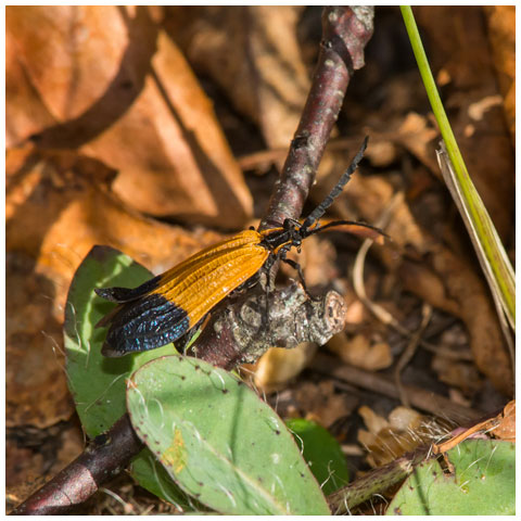 End Band Net-wing Beetle