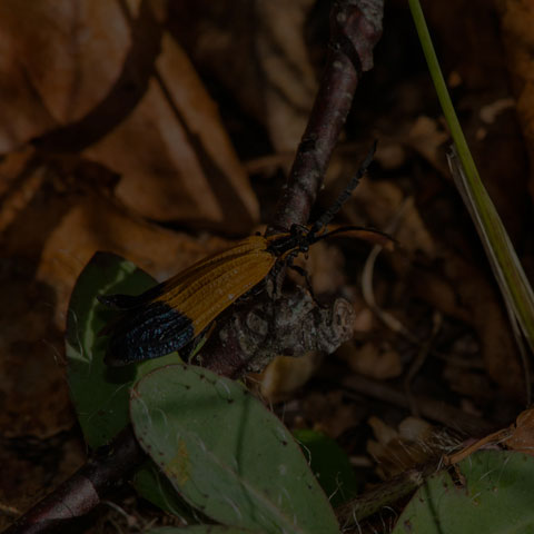 End Band Net-wing Beetle