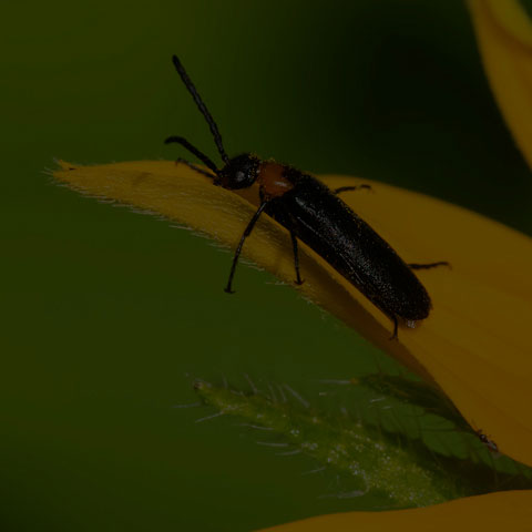 Forest Blister Beetle