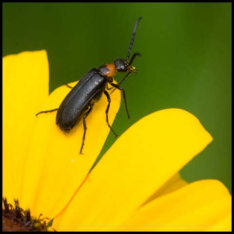 Forest Blister Beetle
