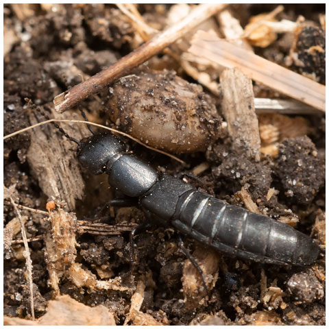 Large Black Rove Beetle