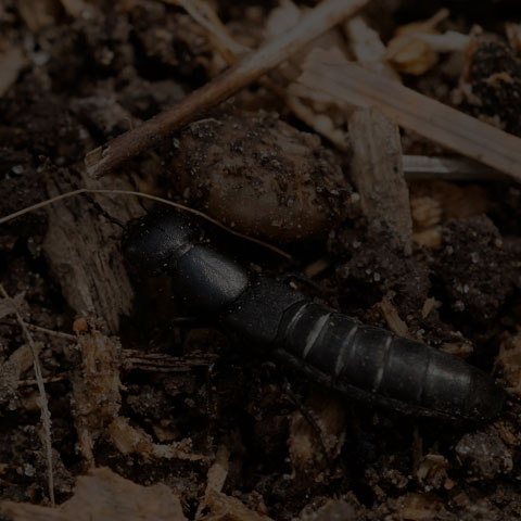 Large Black Rove Beetle