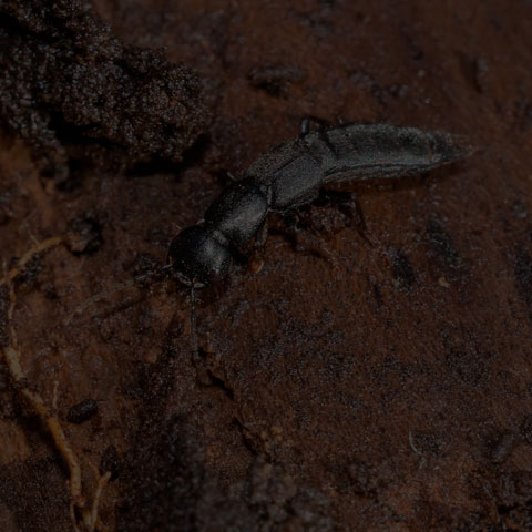 Large Black Rove Beetle