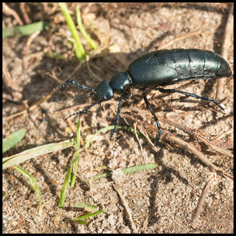 Oil Beetle