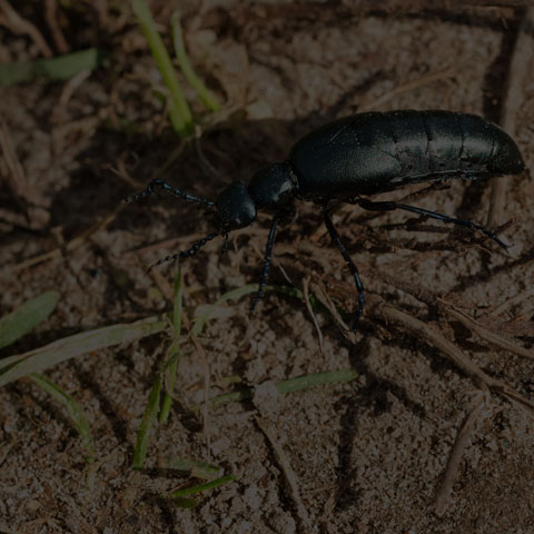 Oil Beetle