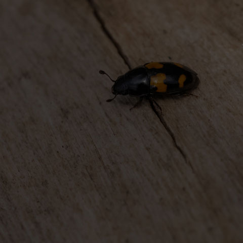Picnic Beetle