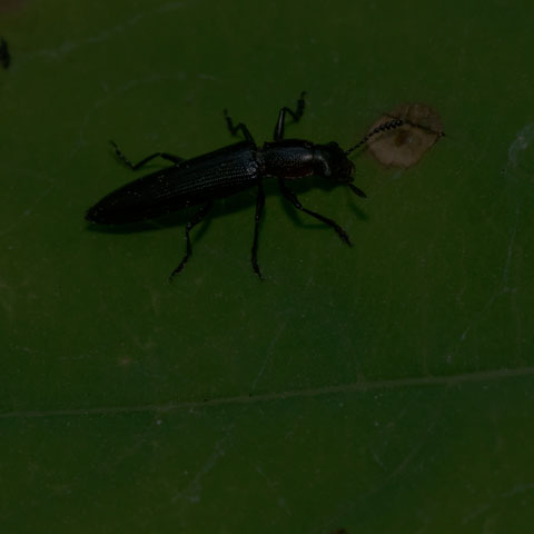 Slender Lizard Beetle