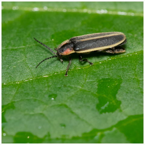 Spring Tree-Top Flasher