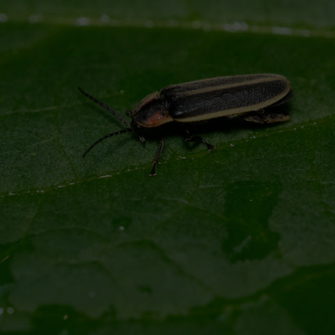 Spring Tree-Top Flasher