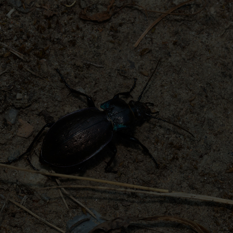 Bronze Ground Beetle