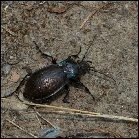 Bronze Ground Beetle