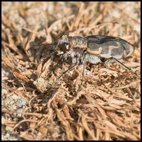 Bronzed Tiger Beetle