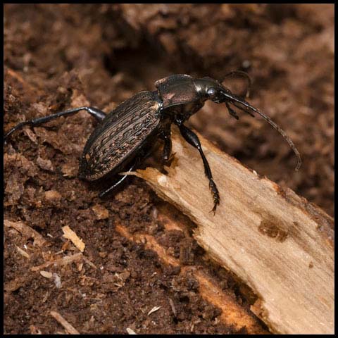 Granulated Ground Beetle