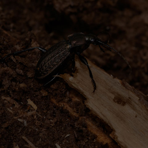 Granulated Ground Beetle