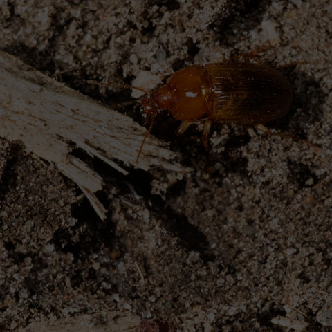 Sun Beetle