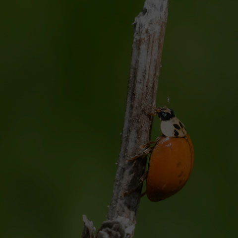 Asian Lady Beetle