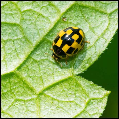 fourteen-spotted Lady Beetle