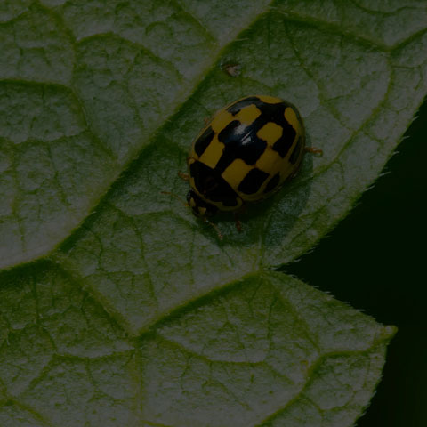 fourteen-spotted Lady Beetle