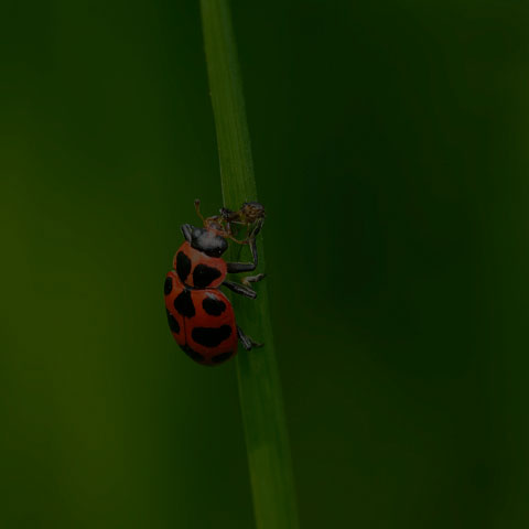 Spotted Pink Lady Beetle